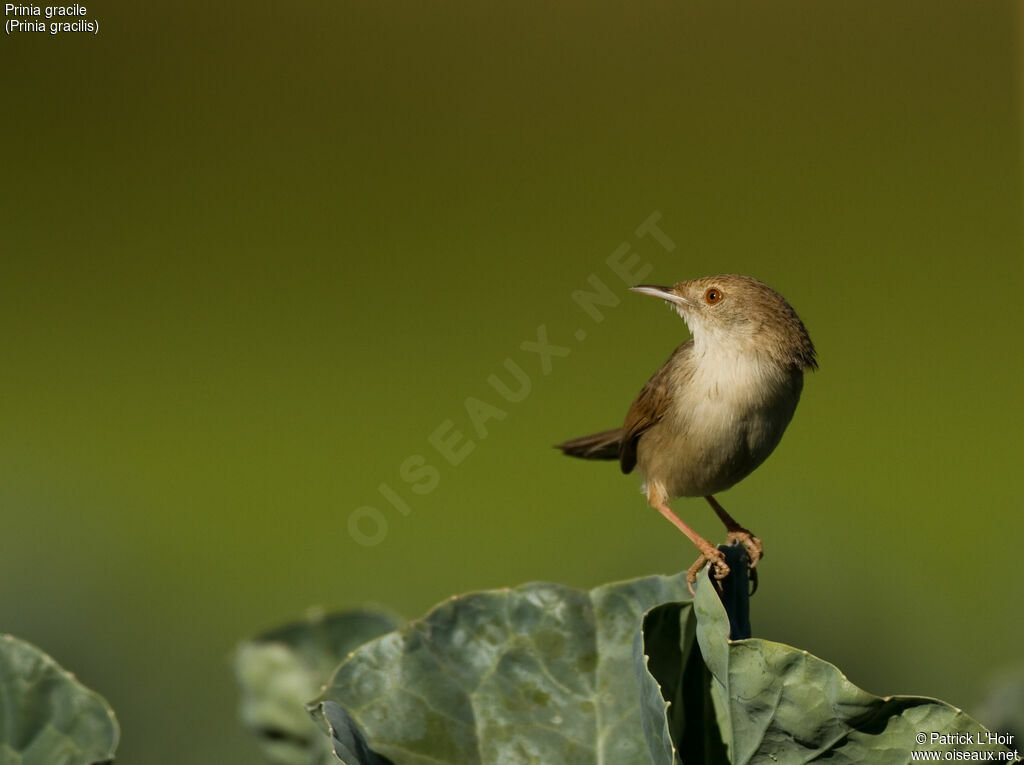 Prinia gracileadulte