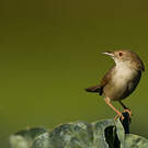 Prinia gracile