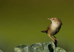 Graceful Prinia