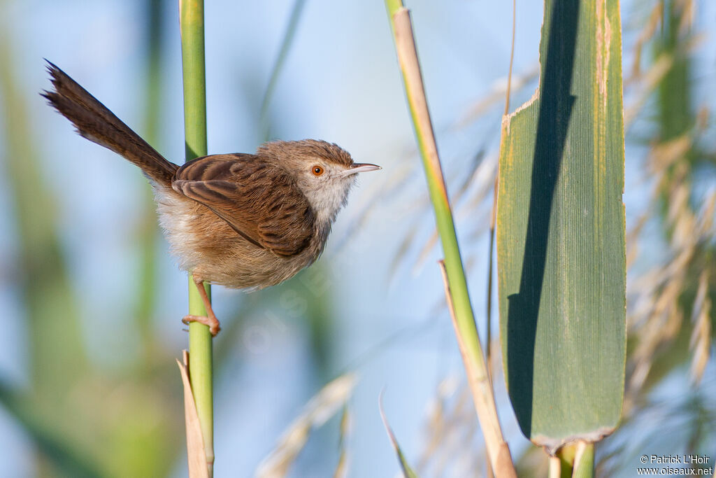 Prinia gracile