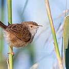 Prinia gracile