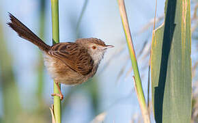 Graceful Prinia