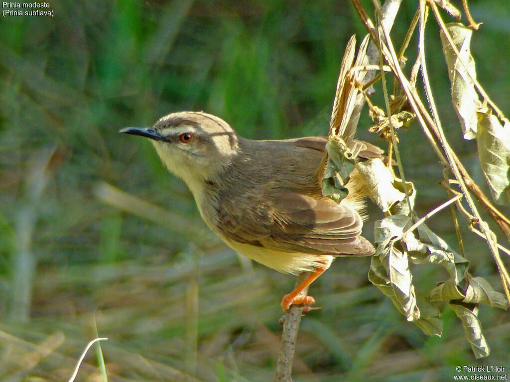 Prinia modeste