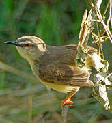 Tawny-flanked Prinia