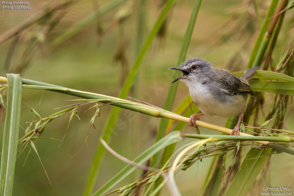 Prinia modesteadulte