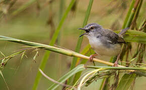 Tawny-flanked Prinia