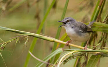 Prinia modeste