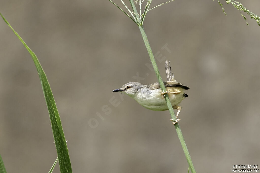 Tawny-flanked Prinia