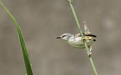 Prinia modeste