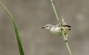 Tawny-flanked Prinia