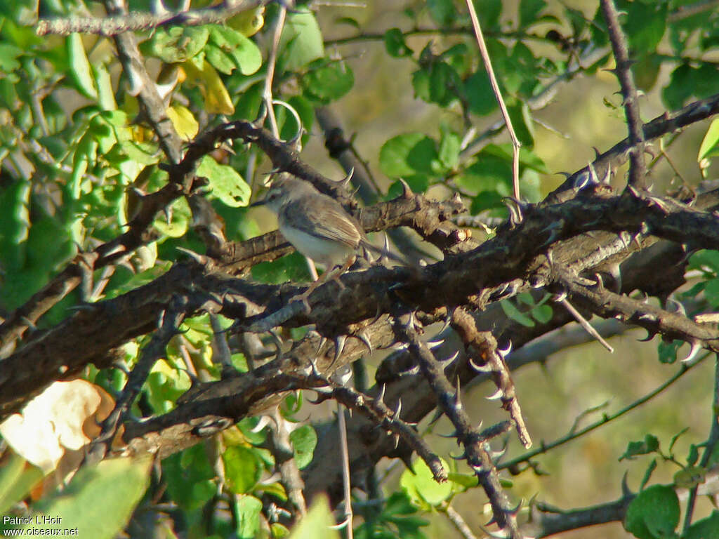 Pale Prinia, habitat