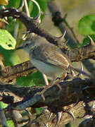 Prinia pâle