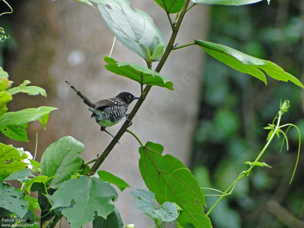 Prinia rayéeadulte, habitat, pigmentation