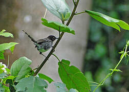 Banded Prinia