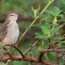 Prinia simple