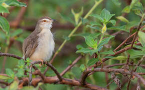 Prinia simple