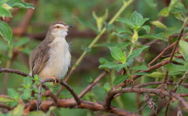 Prinia simple