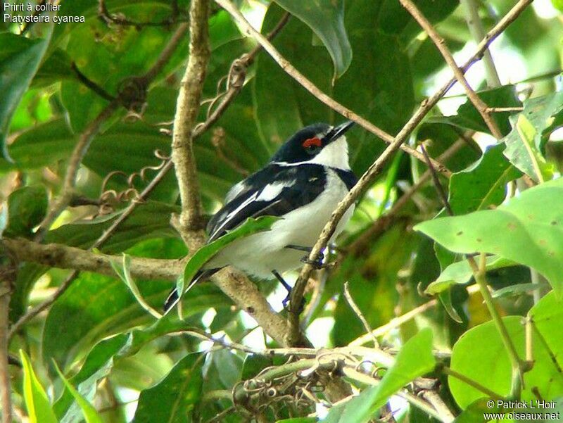 Brown-throated Wattle-eye male adult, identification