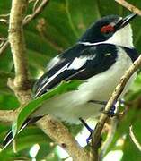 Brown-throated Wattle-eye