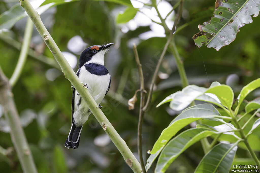 Brown-throated Wattle-eye male adult