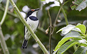 Brown-throated Wattle-eye