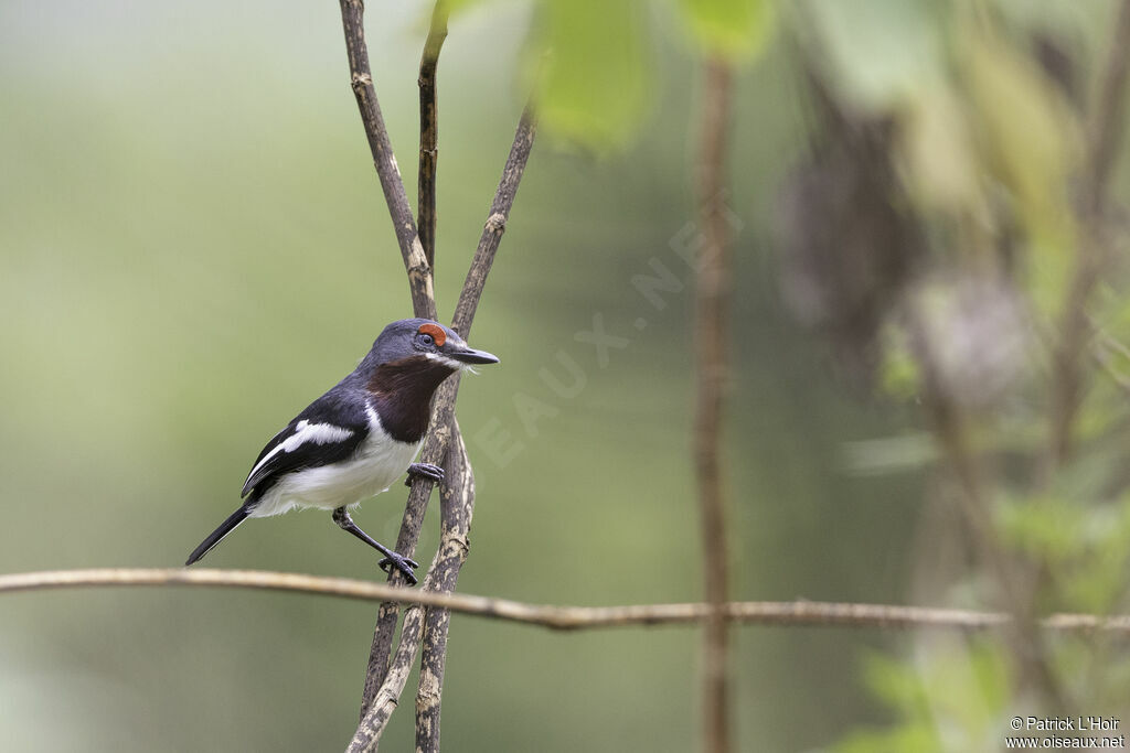 Brown-throated Wattle-eye female adult