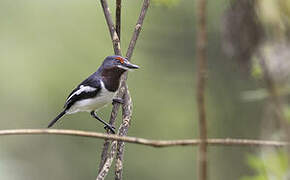 Brown-throated Wattle-eye