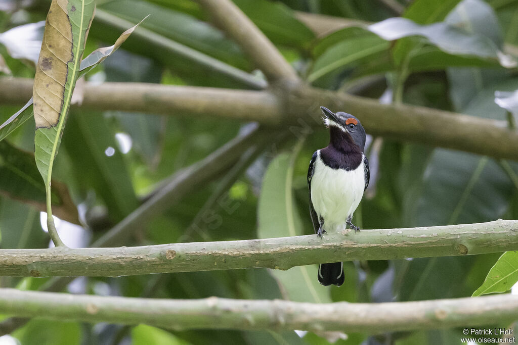 Brown-throated Wattle-eye female adult