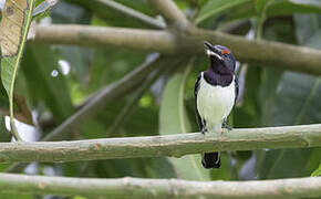 Brown-throated Wattle-eye