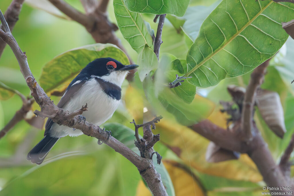 Brown-throated Wattle-eye