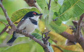 Brown-throated Wattle-eye