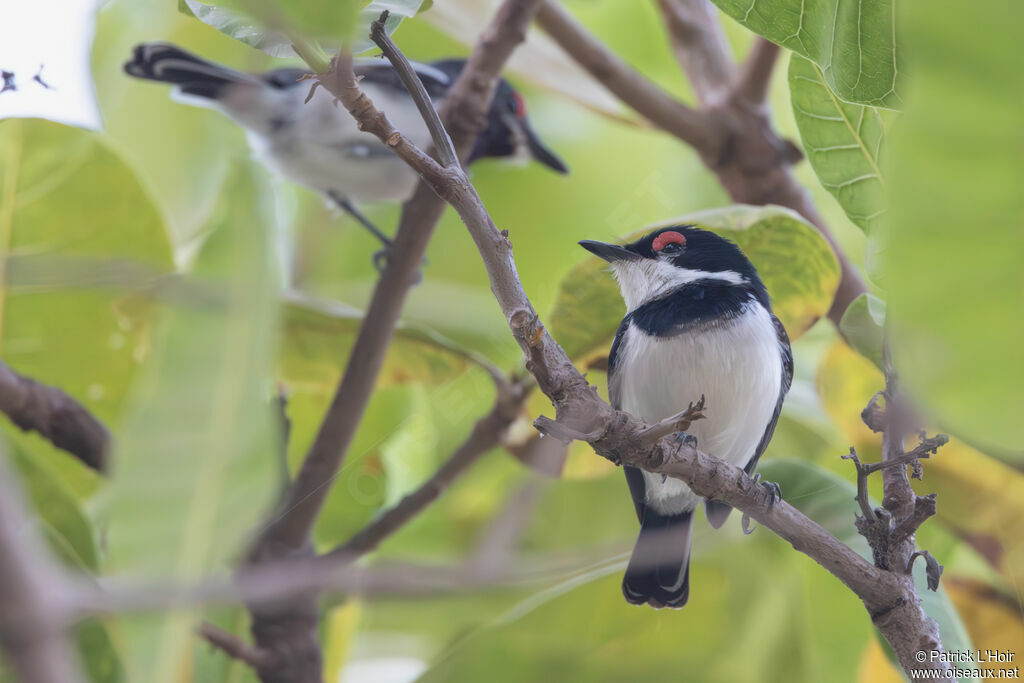 Brown-throated Wattle-eye