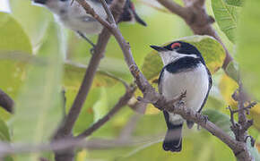 Brown-throated Wattle-eye