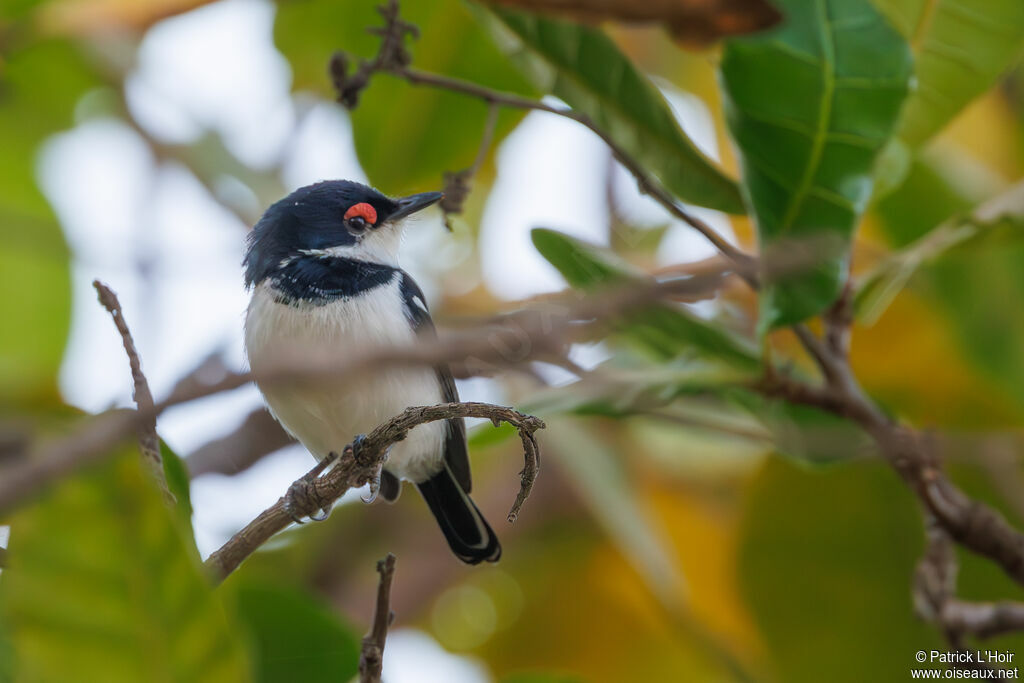 Brown-throated Wattle-eye