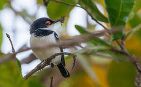 Brown-throated Wattle-eye