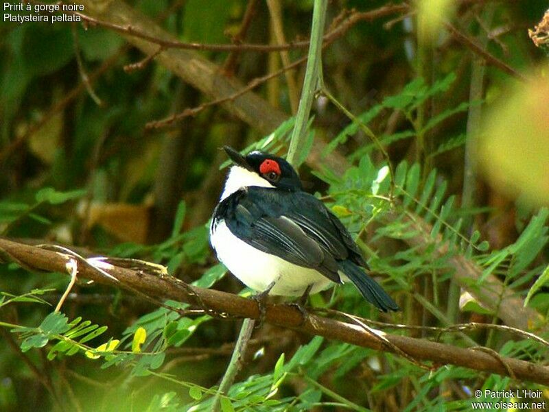 Black-throated Wattle-eye male adult, identification