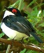 Black-throated Wattle-eye