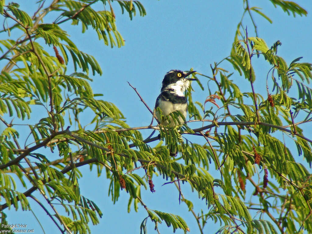 Eastern Black-headed Batis male adult, habitat, song