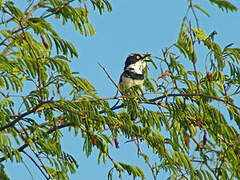 Eastern Black-headed Batis