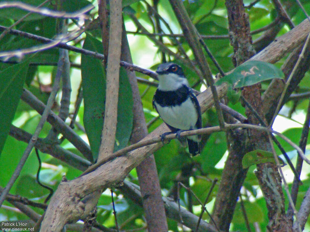 Forest Batis