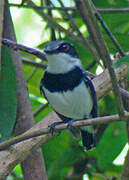 Forest Batis