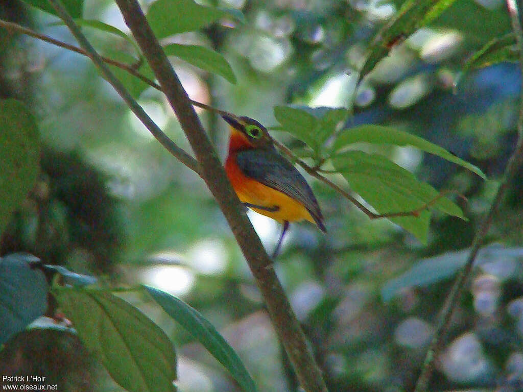 Yellow-bellied Wattle-eye female adult, identification