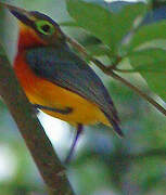 Yellow-bellied Wattle-eye