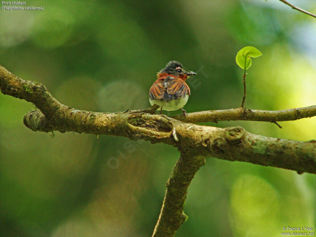 Chestnut Wattle-eye