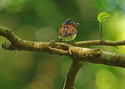 Chestnut Wattle-eye