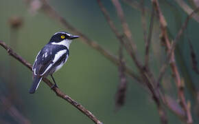 Western Black-headed Batis