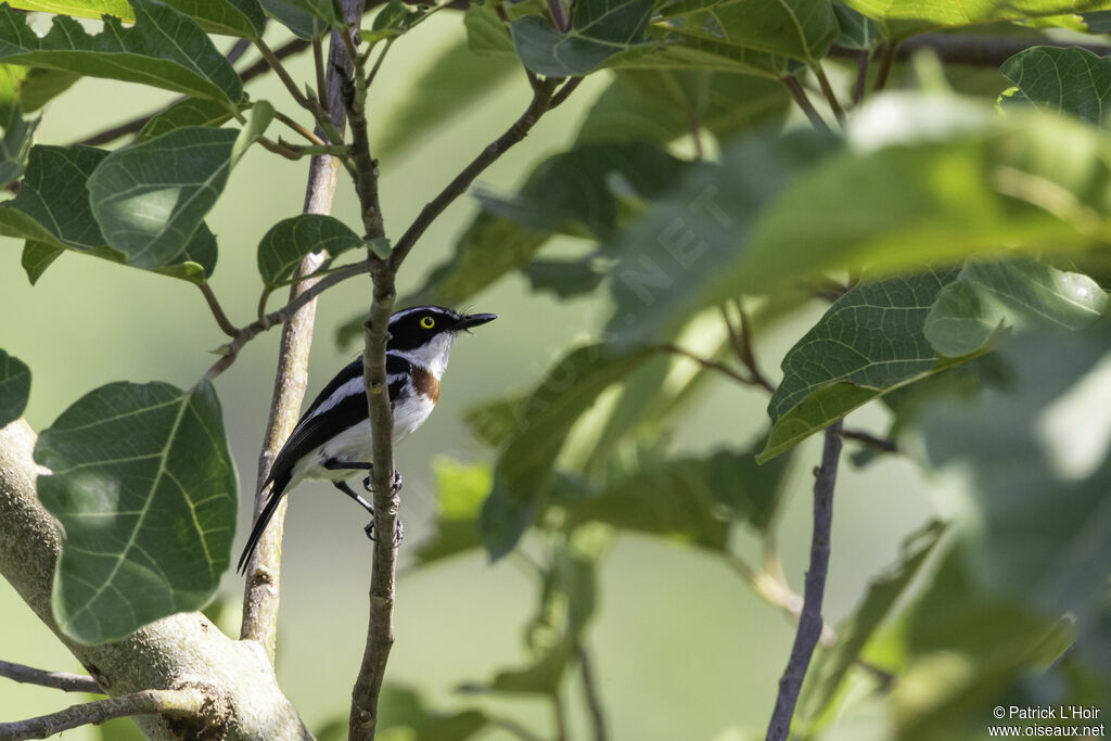 Western Black-headed Batis female adult