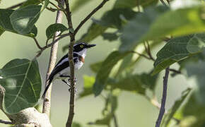 Western Black-headed Batis