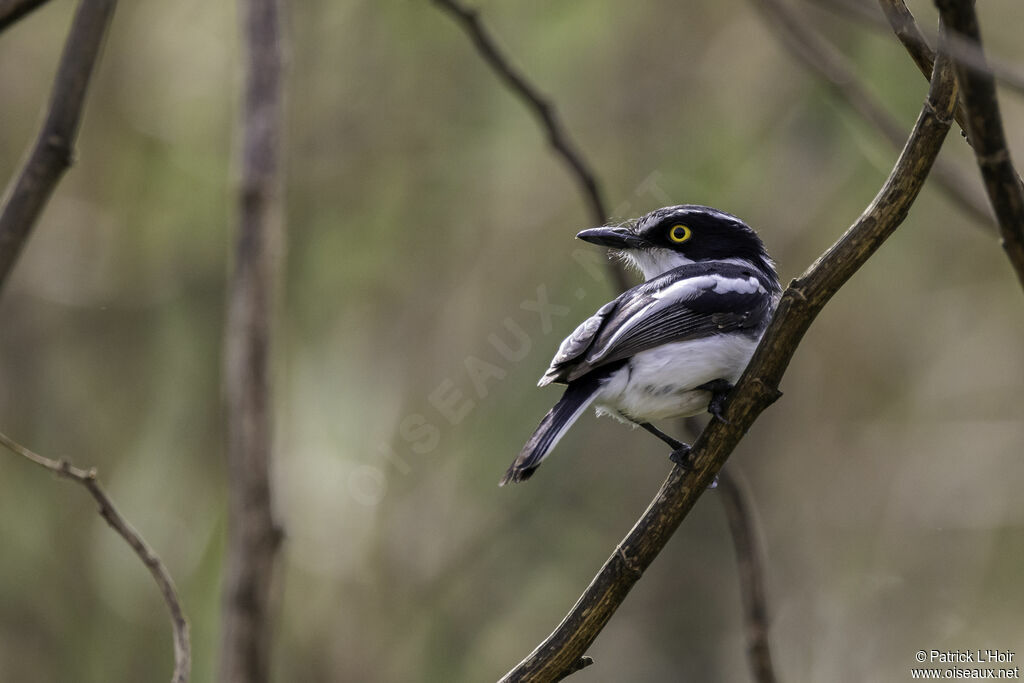 Western Black-headed Batis male adult