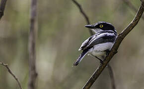 Western Black-headed Batis